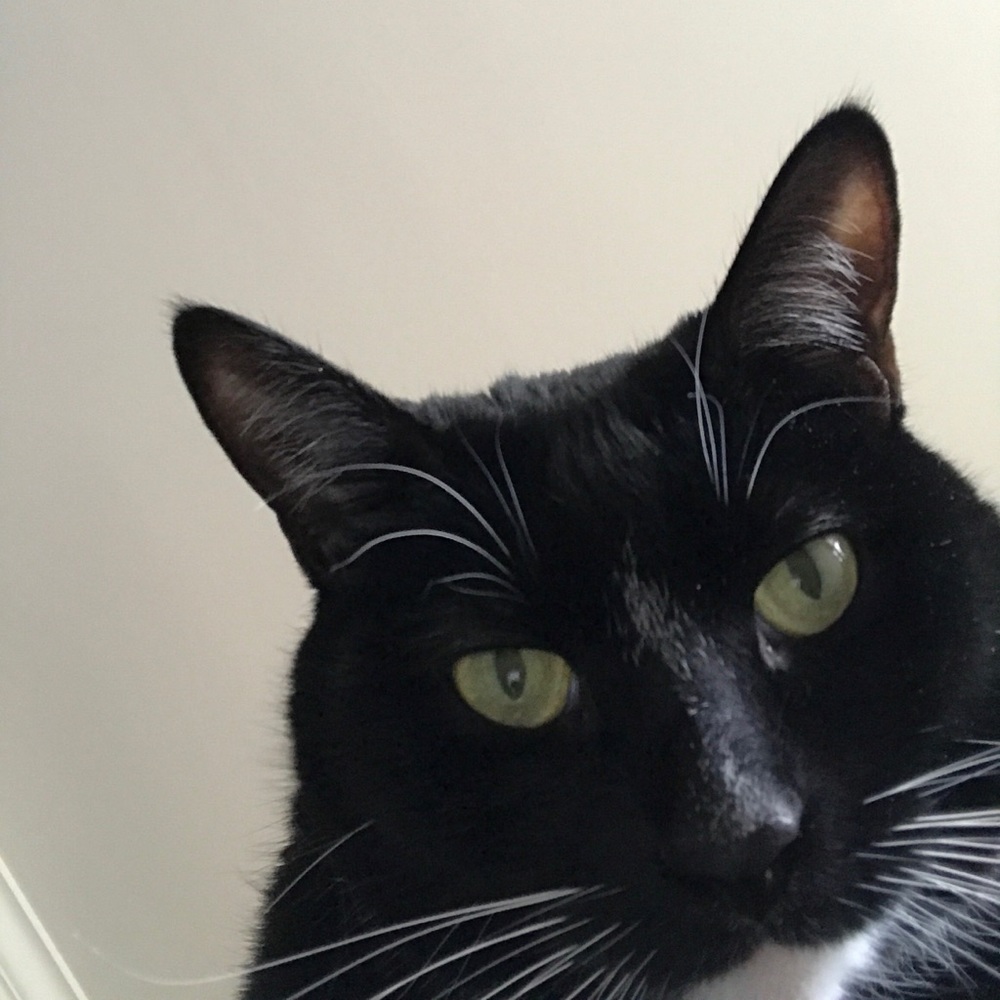Meet your Posher, Casey